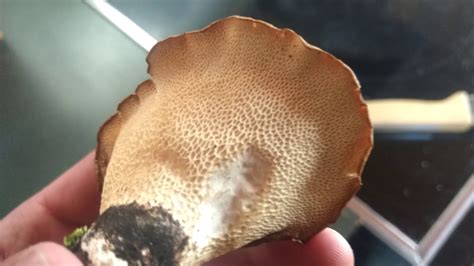 au naturel 17|Eating Dryad's Saddle! .